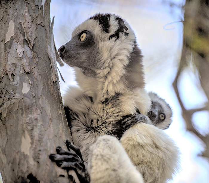 Verreaus sifaka